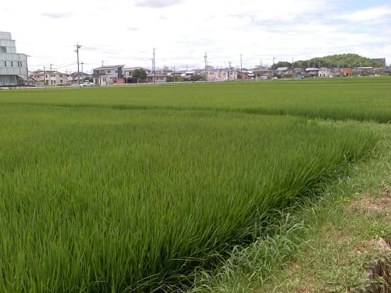 豊明市 田舎