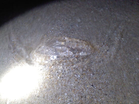 砂浜 クラゲ
